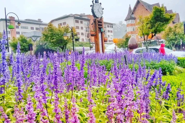gramado